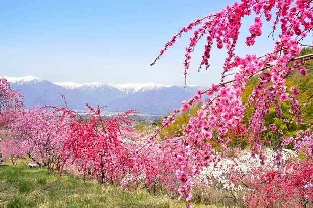 2019年桃花風水.jpg