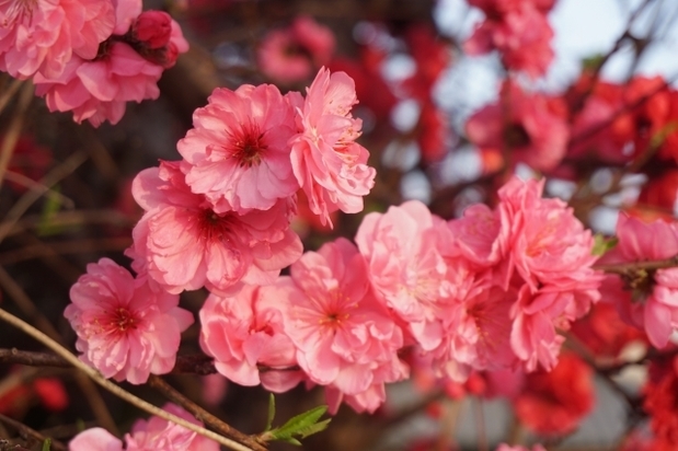 2022年桃花風水.jpg