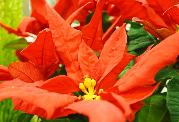 ポインセチアの花.png